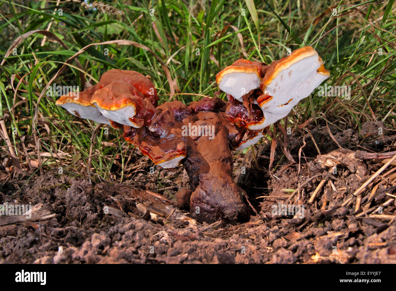 Support laqué, le champignon Reishi (champignon, Lingzhi Ganoderma lucidum), organe de fructification, champignons médicaux sur le terrain, Allemagne Banque D'Images
