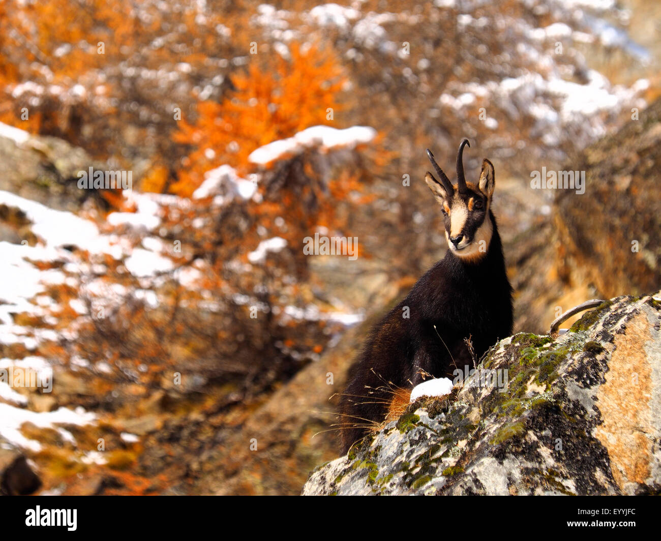 Chamois (Rupicapra rupicapra), chamoison une pente à l'automne, l'Italie, le Parc National Gran Paradiso Banque D'Images
