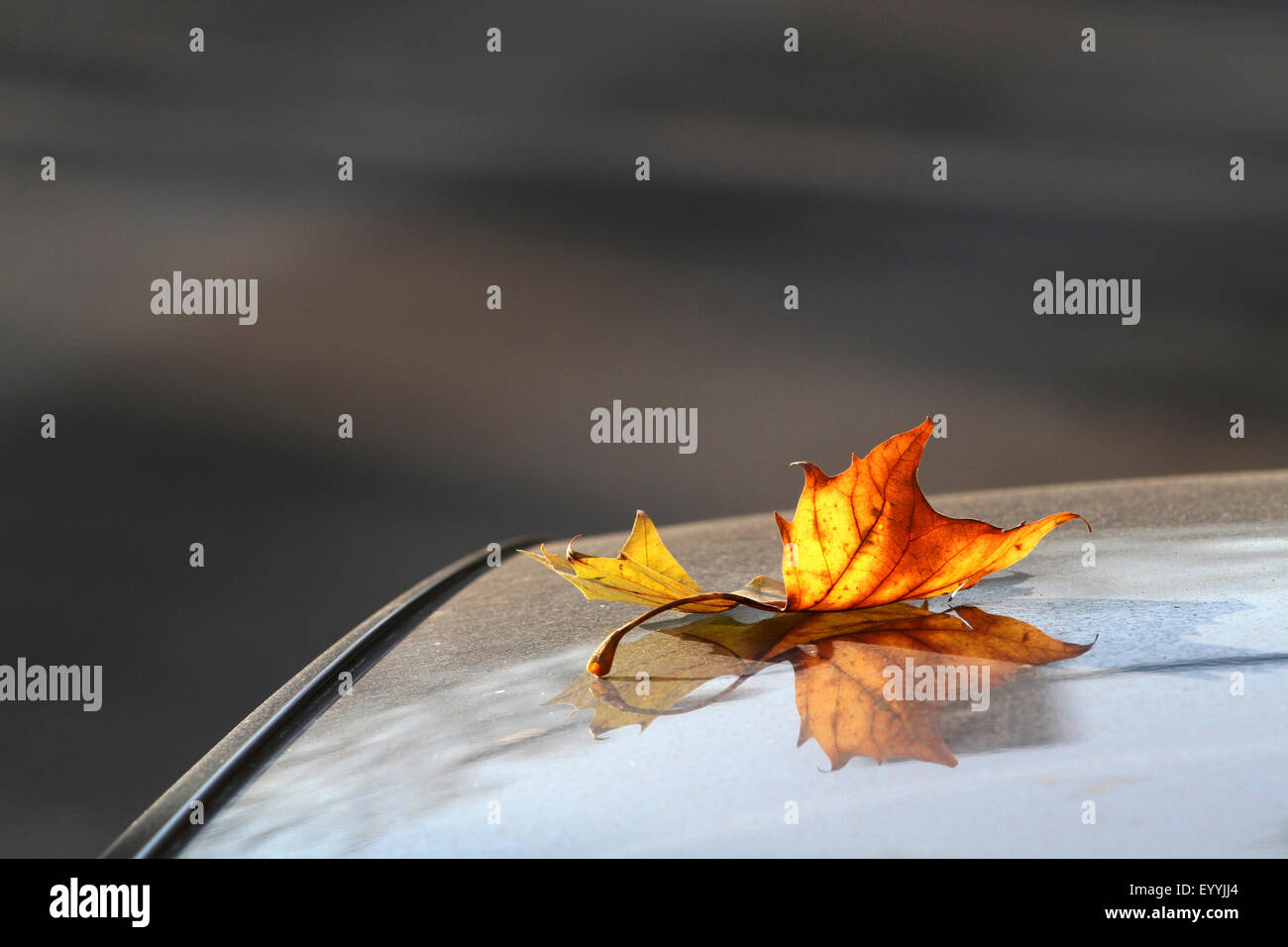 Avion européen, à feuilles d'érable, avion avion à destination de Londres, Londres planetree (Platanus hispanica, Platanus x hybrida, platanus hybrida, Platanus acerifolia), feuille d'un avion posé sur une voiture, Allemagne, Rhénanie du Nord-Westphalie Banque D'Images