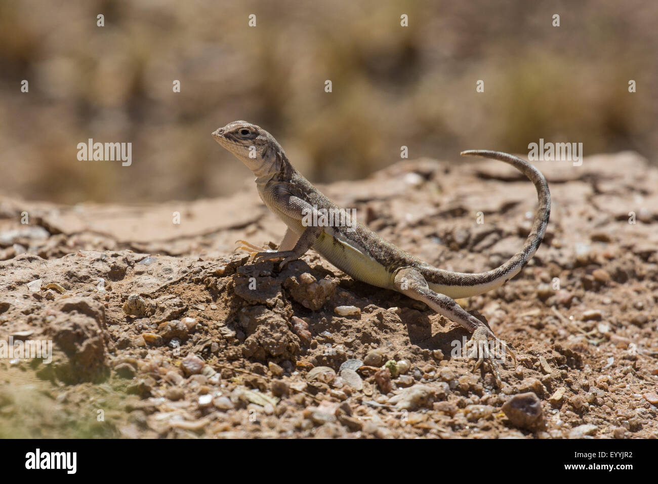 Zebratail lézard, le lézard Zebra (Callisaurus draconoides), s'étend la queue vers le haut, USA, Arizona Sonora, Banque D'Images