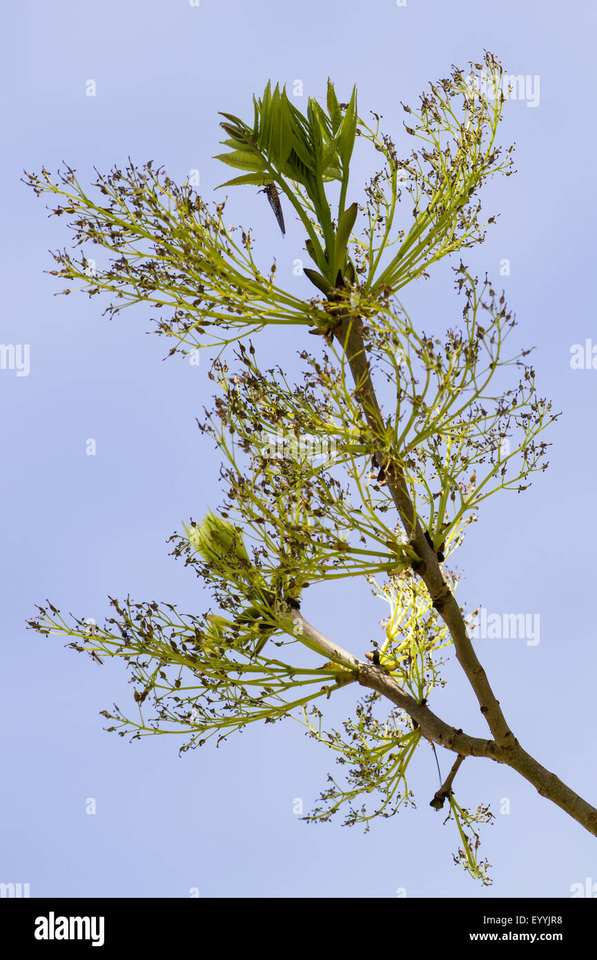 Frêne commun, frêne (Fraxinus excelsior), Direction générale de la floraison, l'Allemagne, la Bavière Banque D'Images