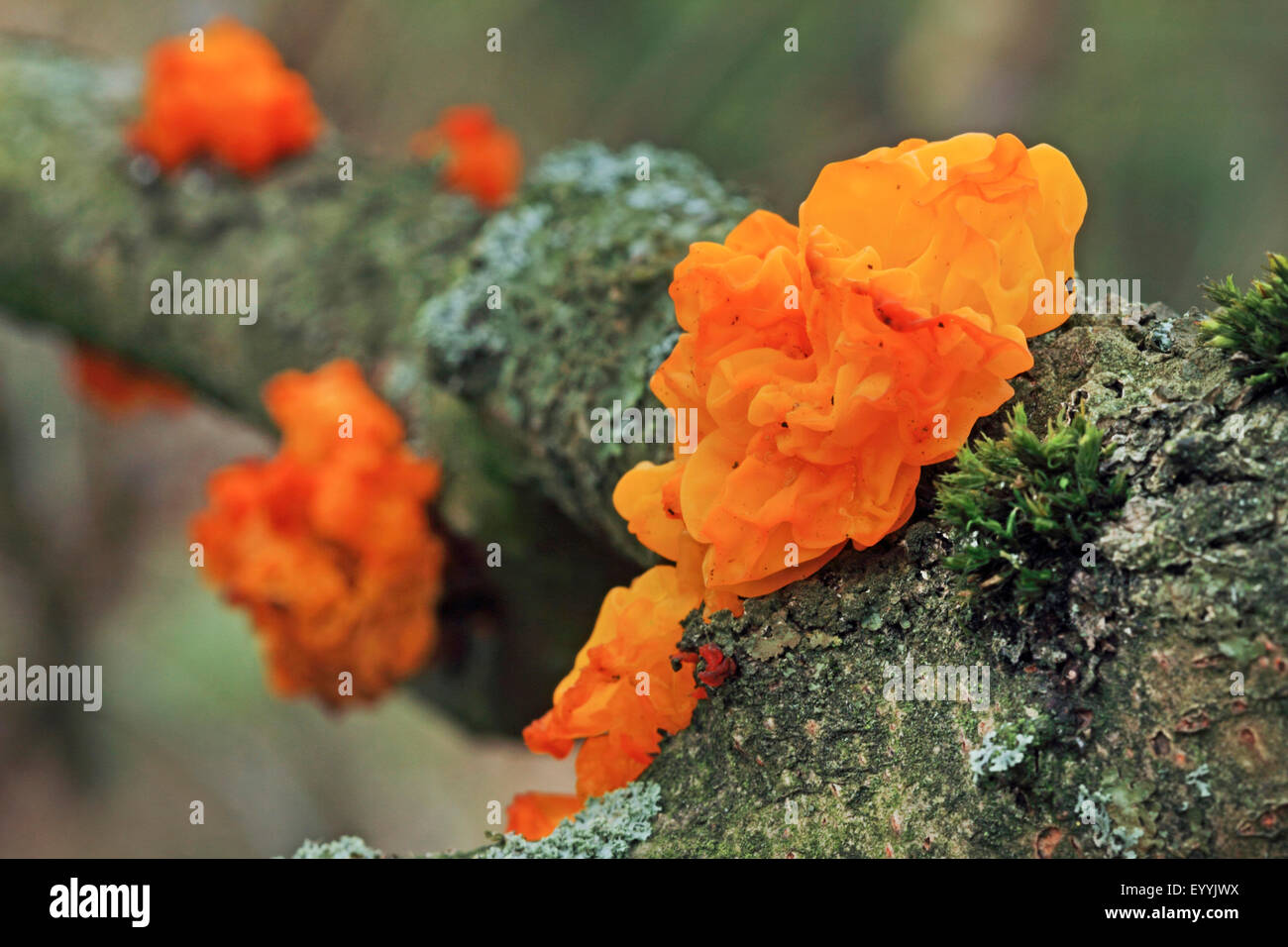 Cerveau jaune (Tremella mesenterica), sur bois mort, Allemagne Banque D'Images