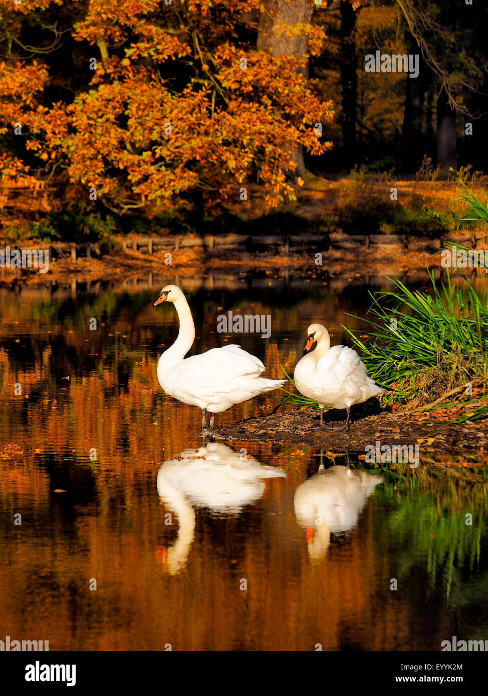 Mute swan (Cygnus olor), Swan paire debout en automne à une pondside , Allemagne, Saxe, Bavière, Berlin Banque D'Images