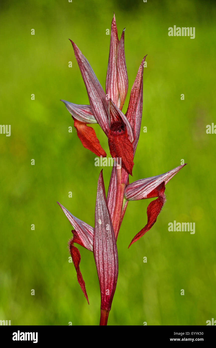 Lèvres longue serapias, charrue-partager Serapias vomeracea serapias (inflorescence), Banque D'Images