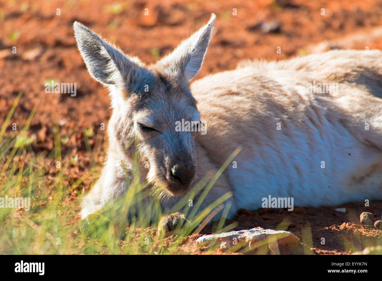 Wodonga, commun, euro, wallaroo hill kangourou (Macropus robustus), lys sur le terrain le repos, l'Australie, l'ouest de l'Australie, Cape Range National Park, Gorge Meyers Manx Creek Banque D'Images