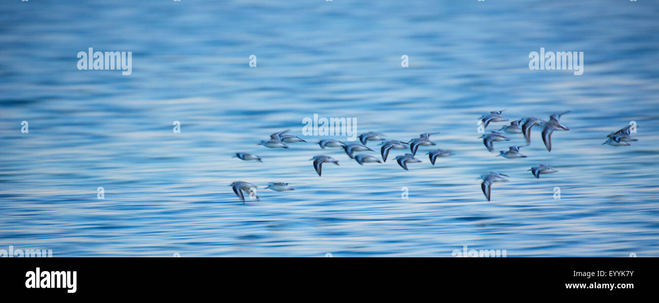 Bécasseau sanderling (Calidris alba), flying flock, plumage d'hiver, USA, Floride, Westkueste Banque D'Images