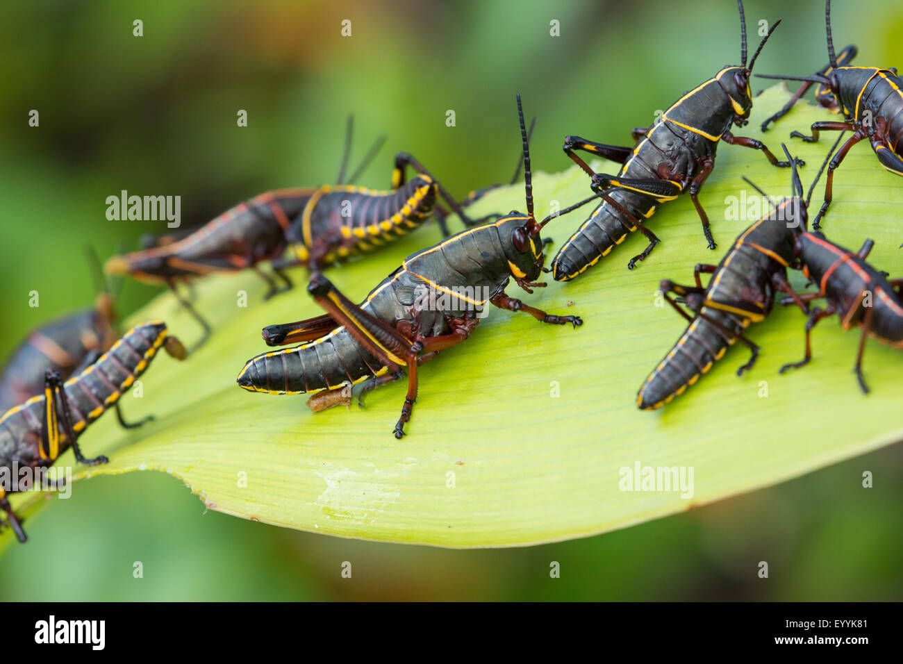 Eastern lubber grasshopper (Romalea microptera), plusieurs sur l'alimentation des plantes, USA, Floride Banque D'Images