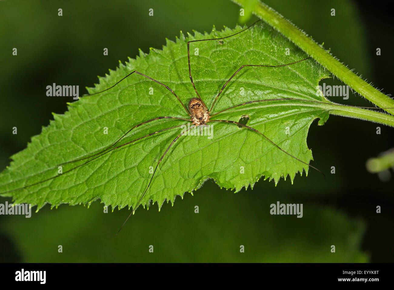 Harvestman, Daddy, Daddy longleg-long-jambe (Amilenus aurantiacus, Leiobunum aurantiacum, Nelima aurantiaca), sur une feuille, Allemagne Banque D'Images