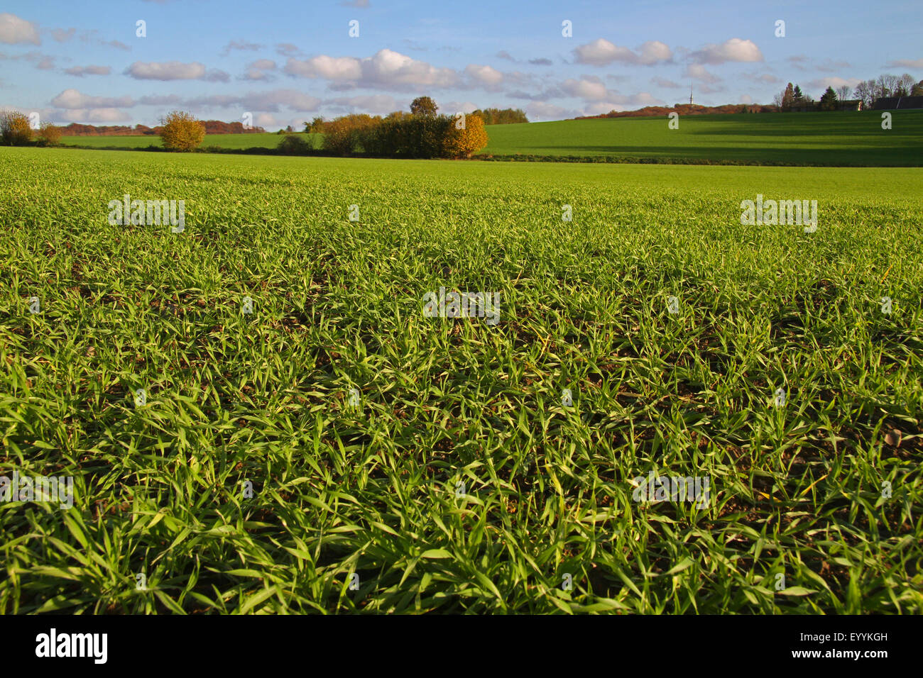 Paysage de champ avec les céréales d'hiver en automne, l'Allemagne, en Rhénanie du Nord-Westphalie, région du Bergisches Land Banque D'Images