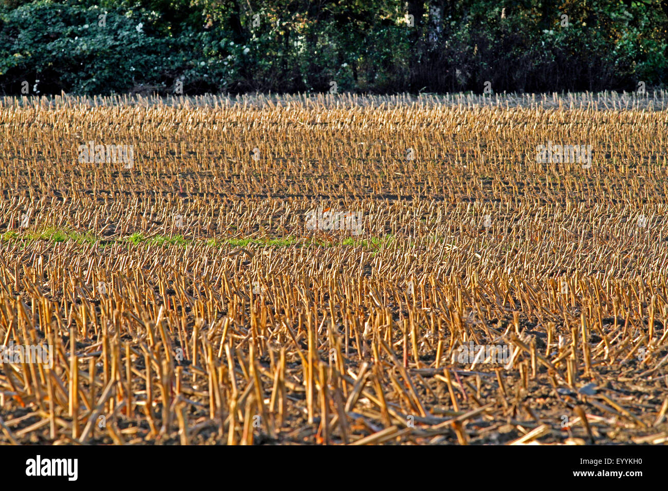 Champ de chaume à la fin de l'automne, l'Allemagne, en Rhénanie du Nord-Westphalie, région du Bergisches Land Banque D'Images