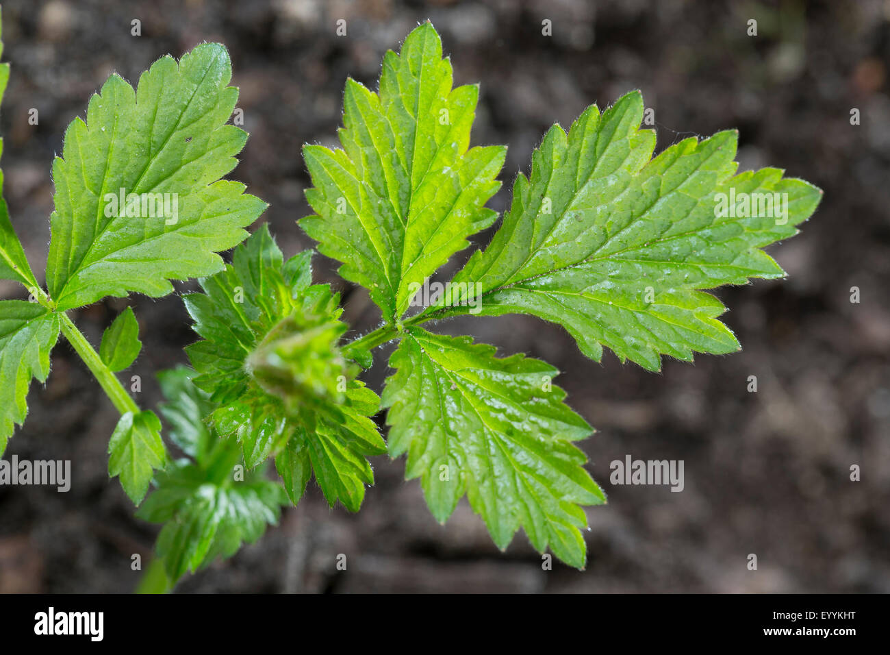 Benoîte commune, trèfle, benoîte Geum urbanum) (Racine, feuilles peu avant la floraison, Allemagne Banque D'Images