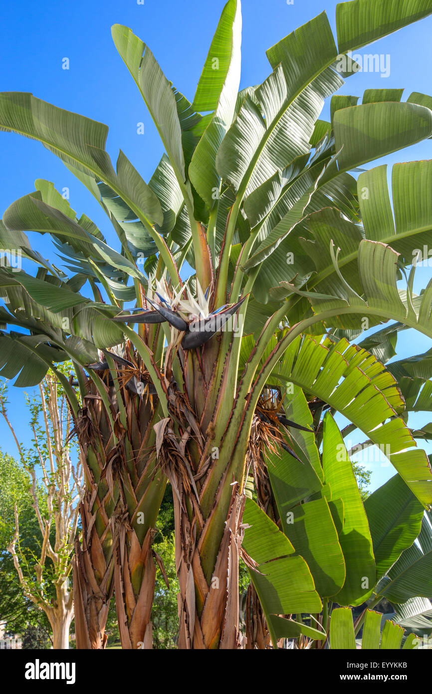 Oiseau de paradis (Strelitzia nicolai), la floraison, USA, Floride, Kissimmee Banque D'Images
