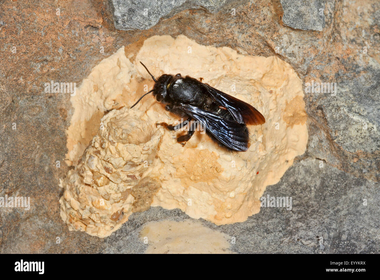 Abeille abeille maçonne, mur (Megachile parietina, Chalicodoma parietina, Chalicodoma muraria), à son nid construire à partir de sable, argile et peu de pierres, Allemagne Banque D'Images