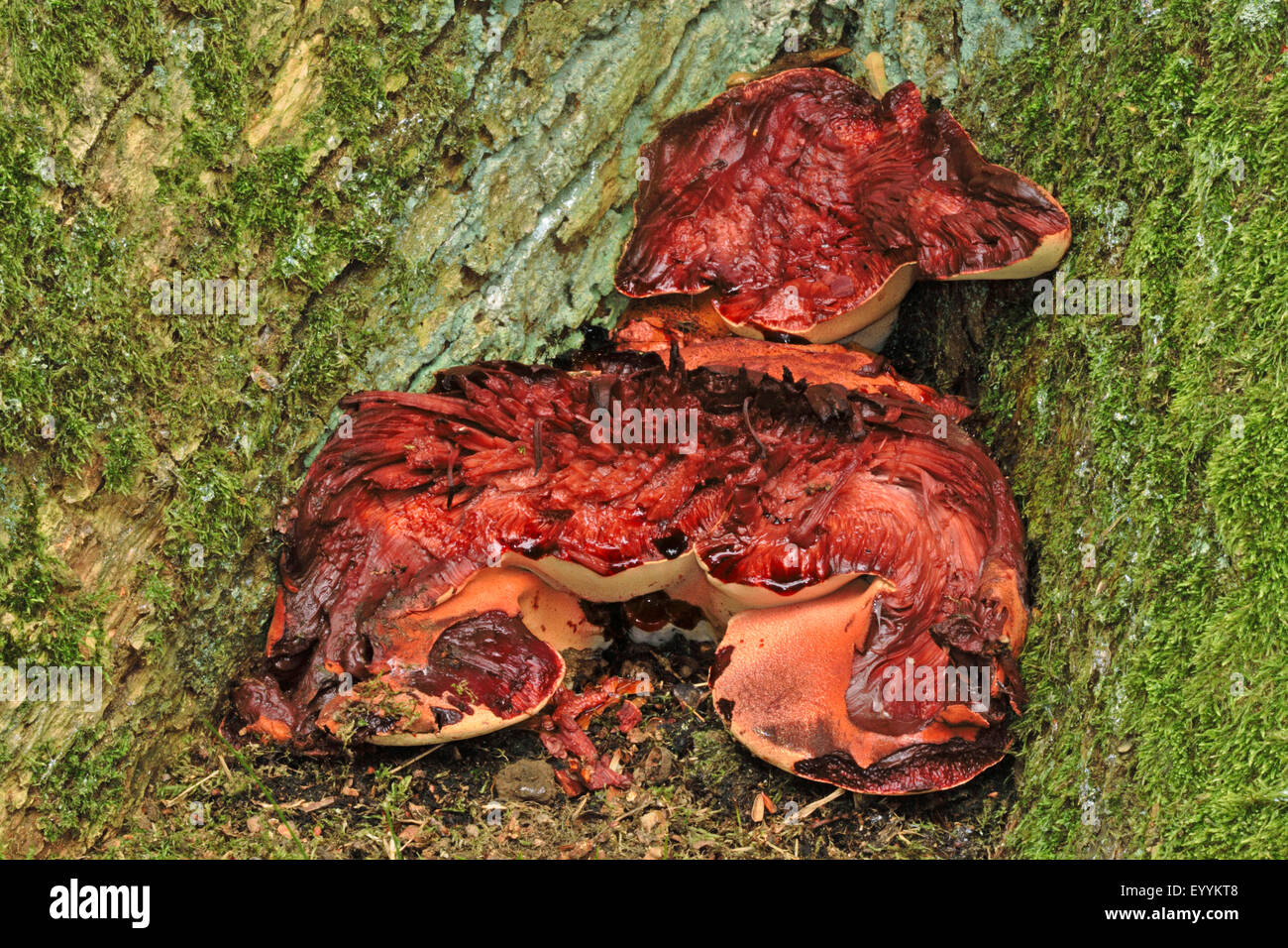 Champignon Fistulina hepatica (beefsteak), à la base d'un tronc d'arbre, Allemagne Banque D'Images