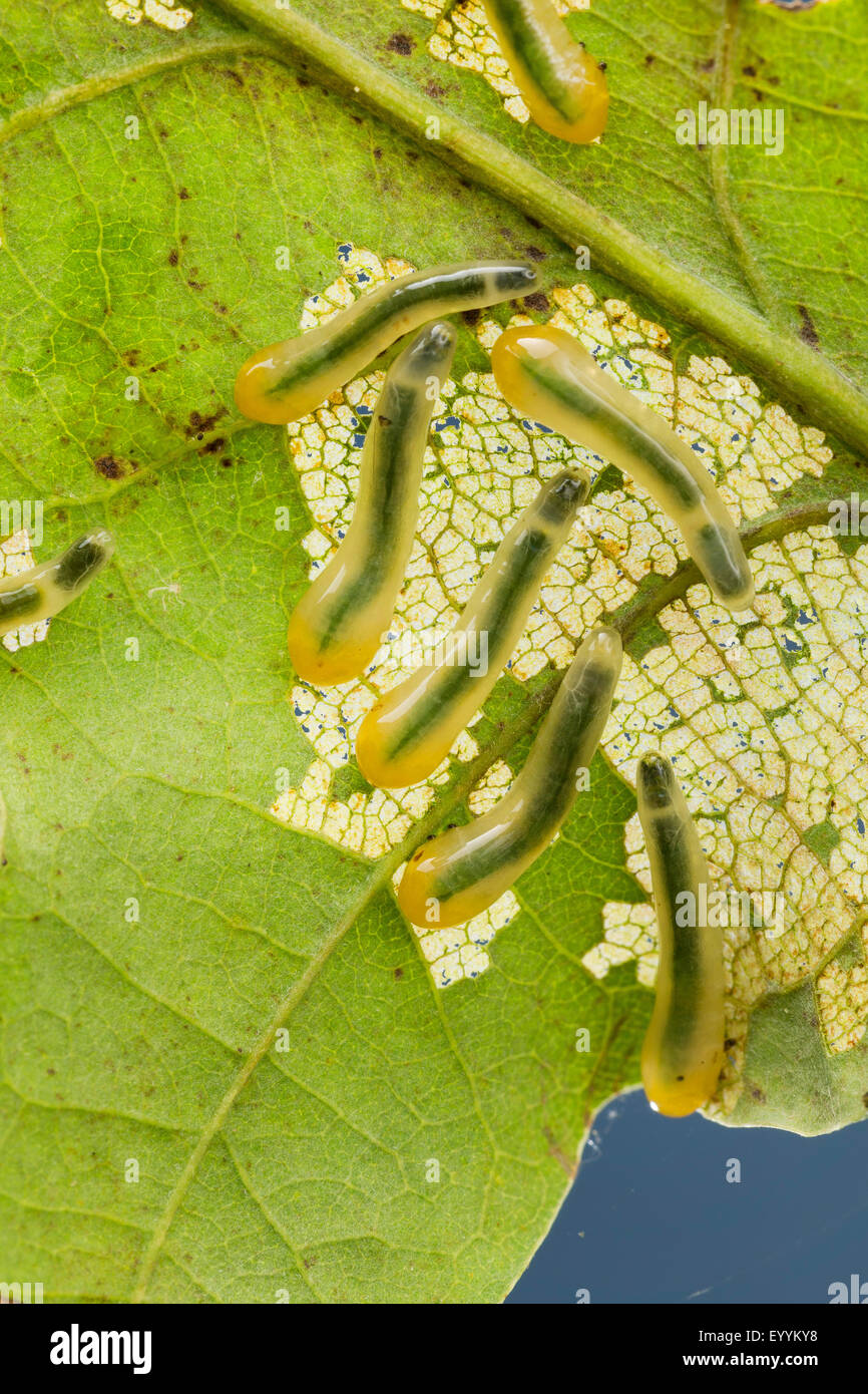 La tenthrède limace chêne, chêne (Caliroa annulipes slugworm Eriocampoides annulipes,), des larves qui s'alimentent à une feuille de chêne, Allemagne Banque D'Images
