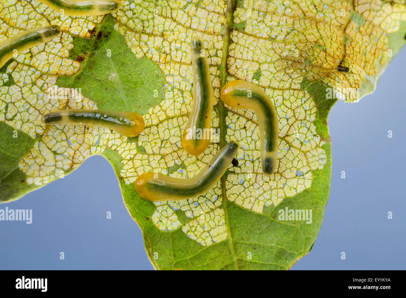 La tenthrède limace chêne, chêne (Caliroa annulipes slugworm Eriocampoides annulipes,), des larves qui s'alimentent à une feuille de chêne, Allemagne Banque D'Images