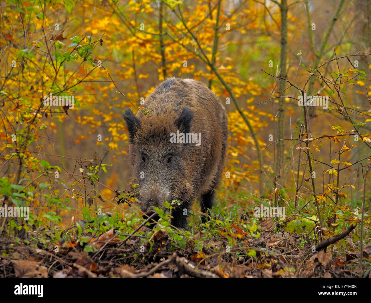 Le sanglier, le porc, le sanglier (Sus scrofa), wild sow debout dans un bosquet à l'automne, l'Allemagne, Bade-Wurtemberg Banque D'Images