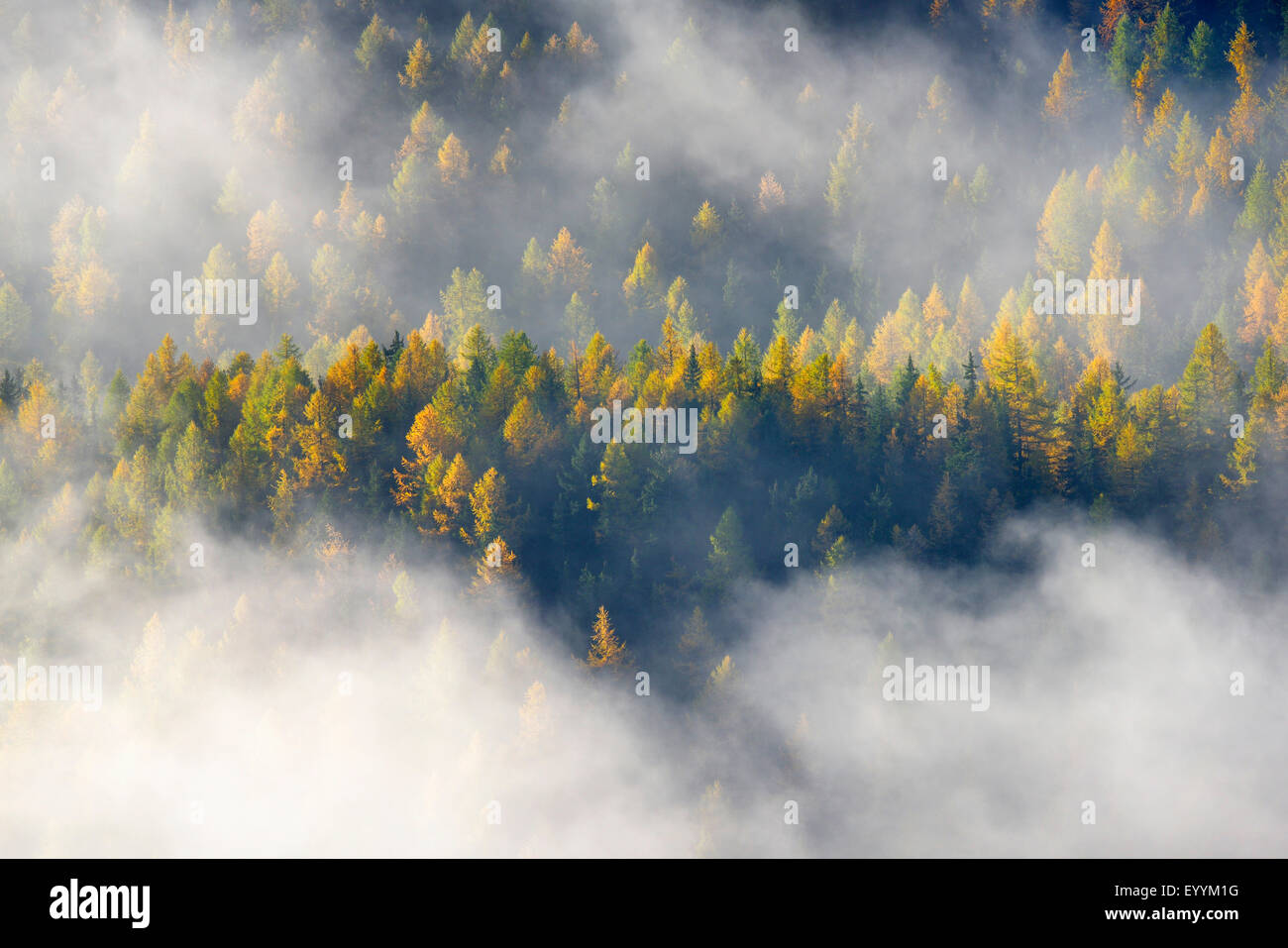 Misty ambiance de la forêt de montagne du Parc National du Grand Paradis, en Italie, Gran Paradiso National Park Banque D'Images