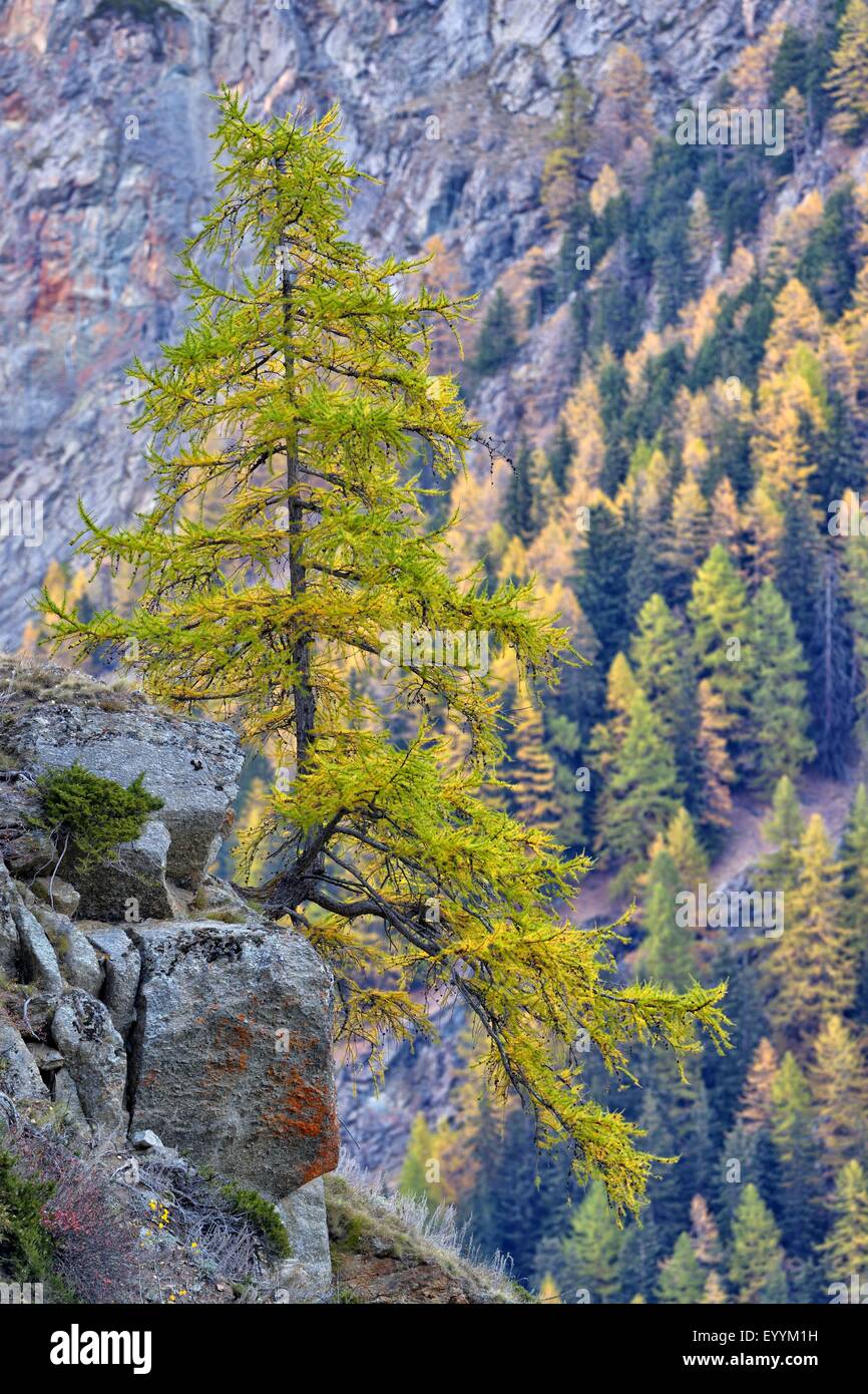 Le mélèze commun européen, mélèze (Larix decidua, Larix europaea), forêt de mélèzes en automne avec une zone unique de libre-debout chêne poussant sur un rocher, l'Italie, le Parc National Gran Paradiso Banque D'Images