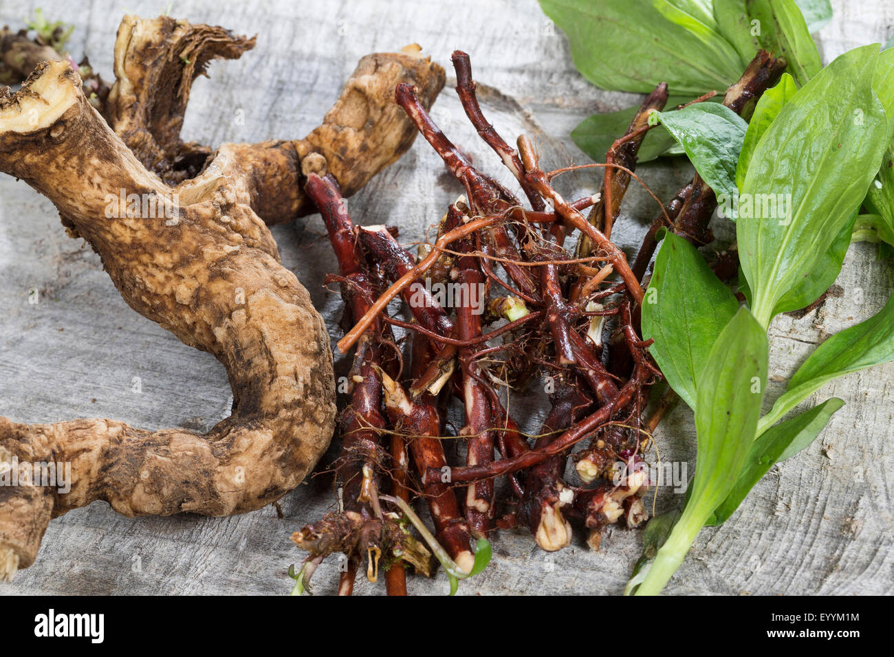 Saponaire, Bouncing-pari, saponaire (Saponaria officinalis), racines, tiges, feuilles, Allemagne Banque D'Images