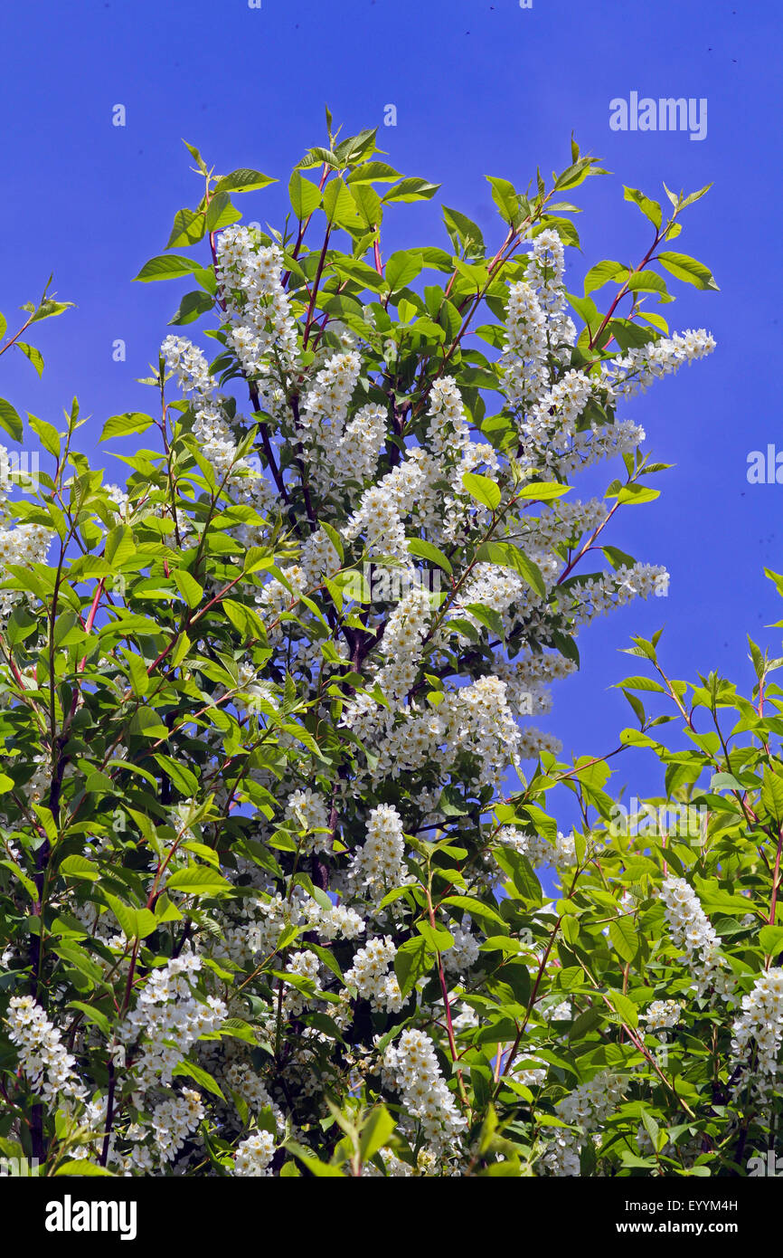 European bird cherry (Prunus padus, Padus avium), blooming, Allemagne Banque D'Images