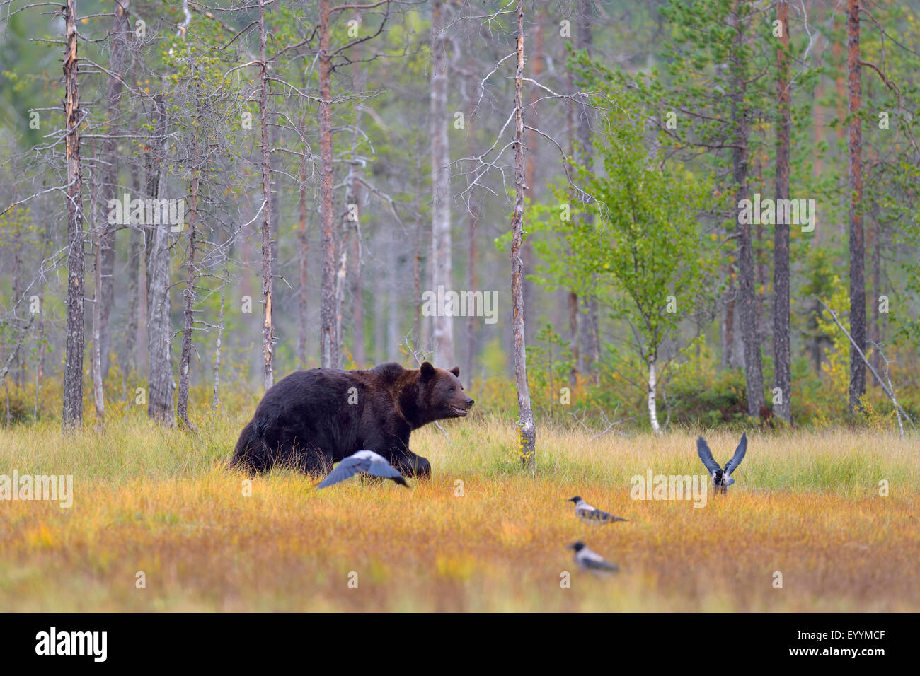 L'ours brun (Ursus arctos arctos), baer dans un highmoor finlandais à l'automne, la Finlande Banque D'Images