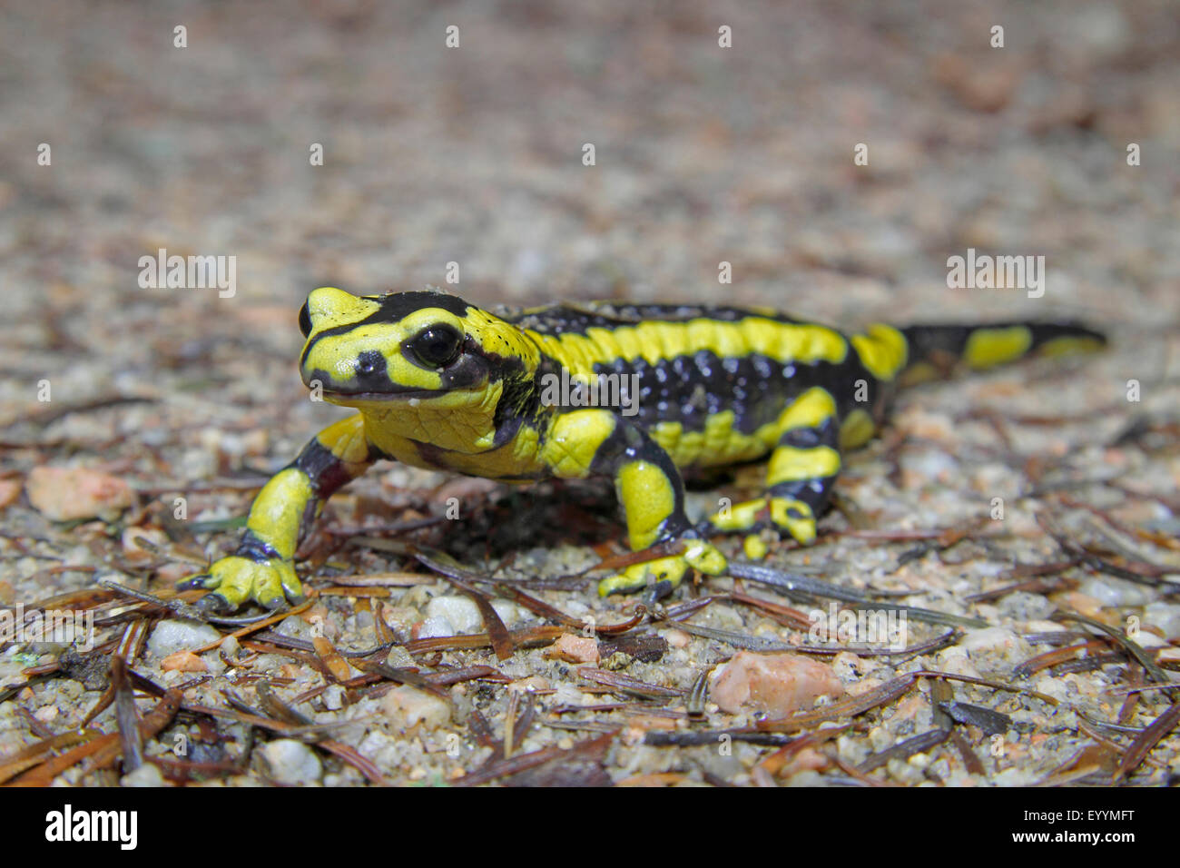 Salamandre terrestre européen (Salamandra salamandra), fire salamander marcher sur le terrain, l'Allemagne, Bade-Wurtemberg Banque D'Images