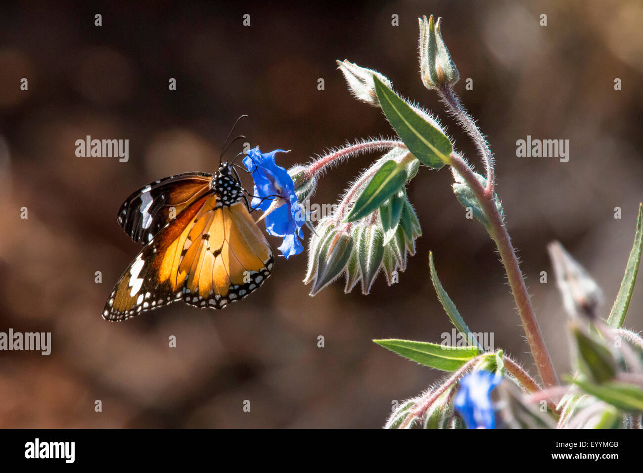 L'asclépiade, papillon monarque (Danaus plexippus), Papillon monarque introduit en Australie, l'Australie, Australie occidentale, Tom Price Banque D'Images