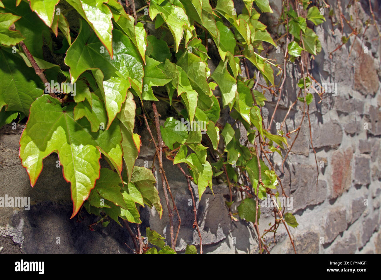 Le lierre de Boston, le japonais du Parthenocissus tricuspidata (réducteur), Boston ivy à une façade, Allemagne Banque D'Images