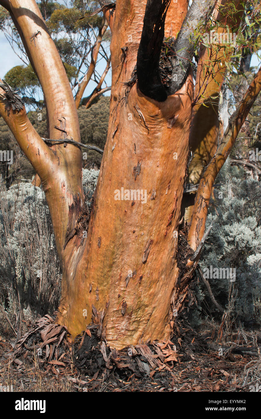 Eucalyptus (Eucalyptus gum, spec.), eucalyptus en Australie occidentale, Australie, Australie occidentale, Goldfields Autoroute, Lac Cowan Banque D'Images