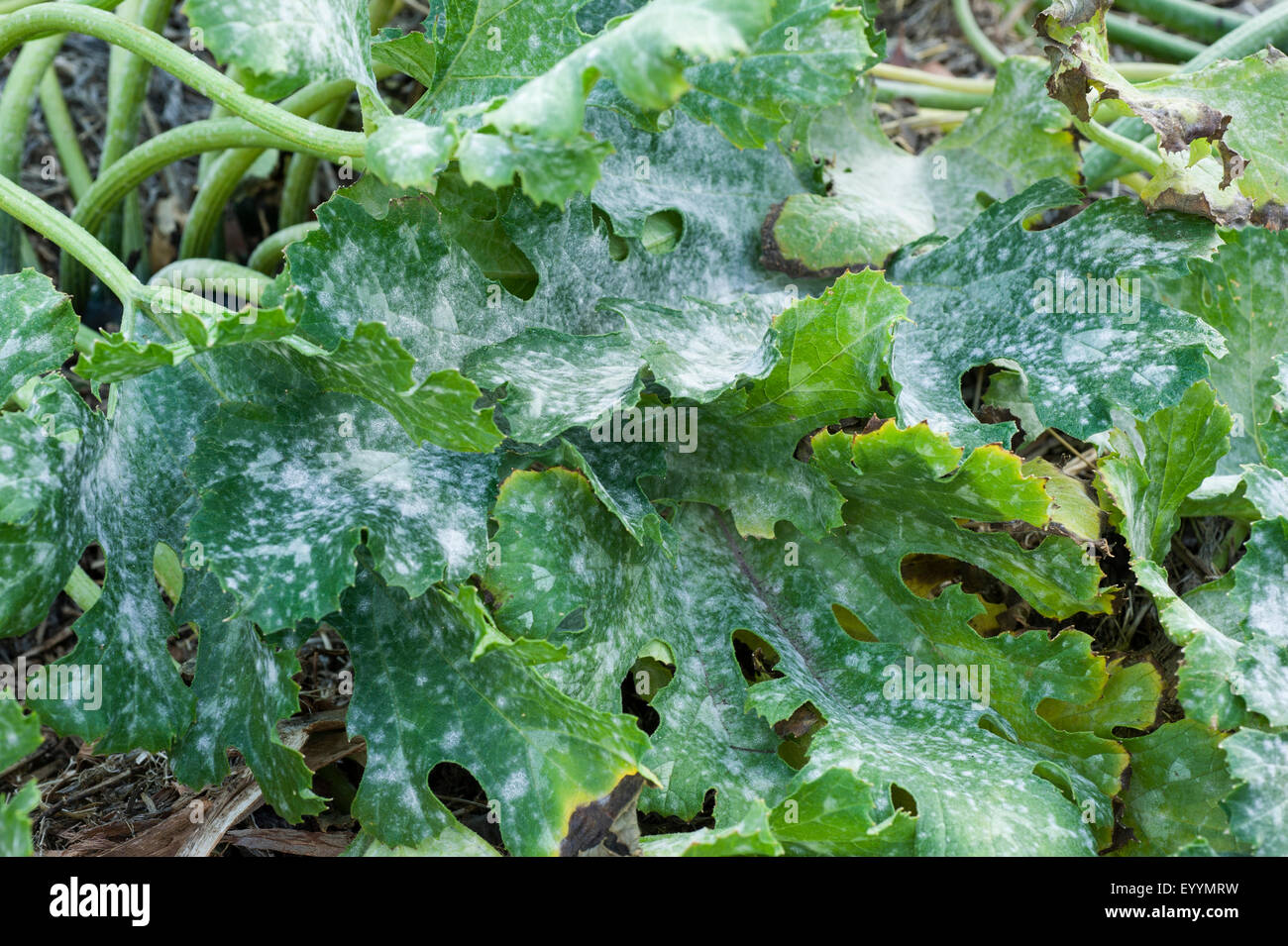 De graves symptômes de l'oïdium sur feuilles de courgettes Banque D'Images