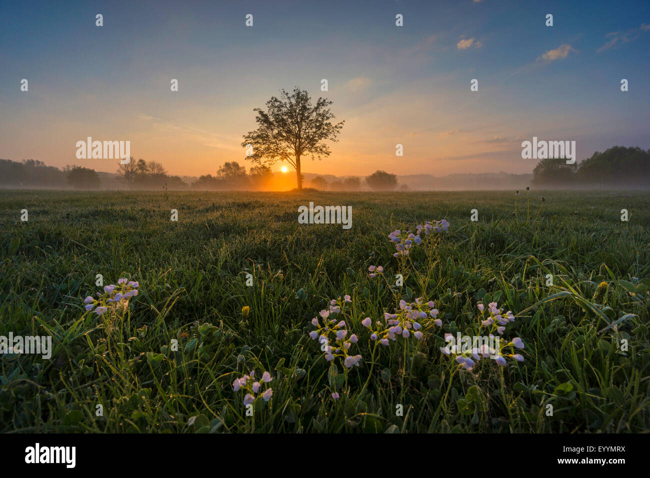 Prairie et seul arbre au lever du soleil, de l'Allemagne, la Saxe, Vogtland, Jocketa Banque D'Images