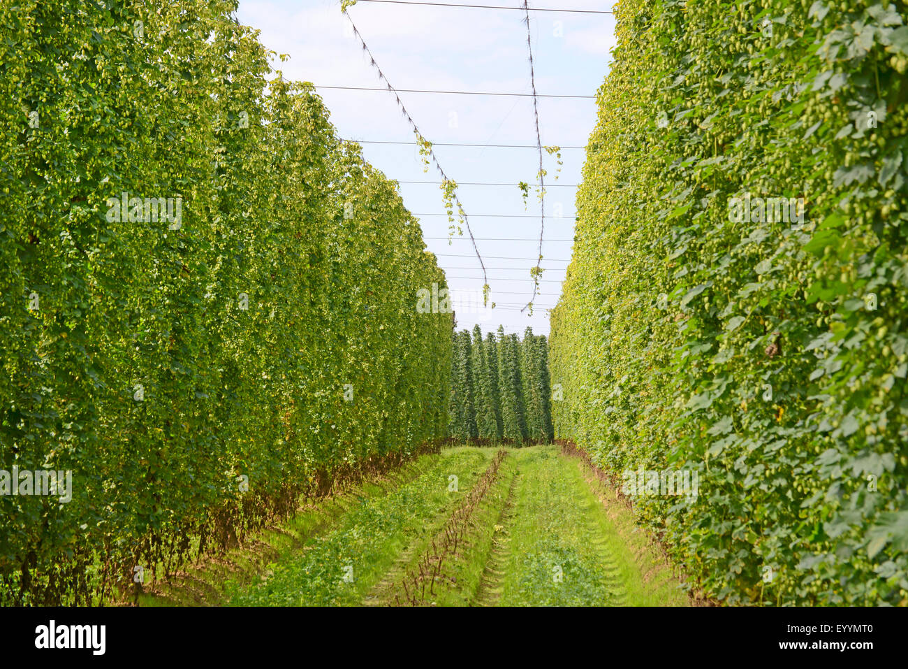 Les houblon (Humulus lupulus), hop, la récolte de jardin le houblon, l'Allemagne, la Bavière Banque D'Images