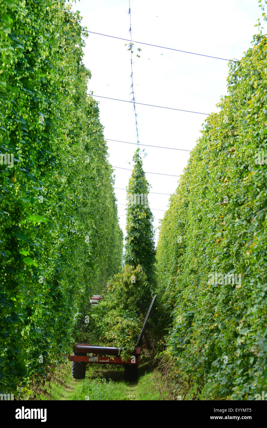 Les houblon (Humulus lupulus), hop, la récolte de jardin le houblon, l'Allemagne, la Bavière Banque D'Images