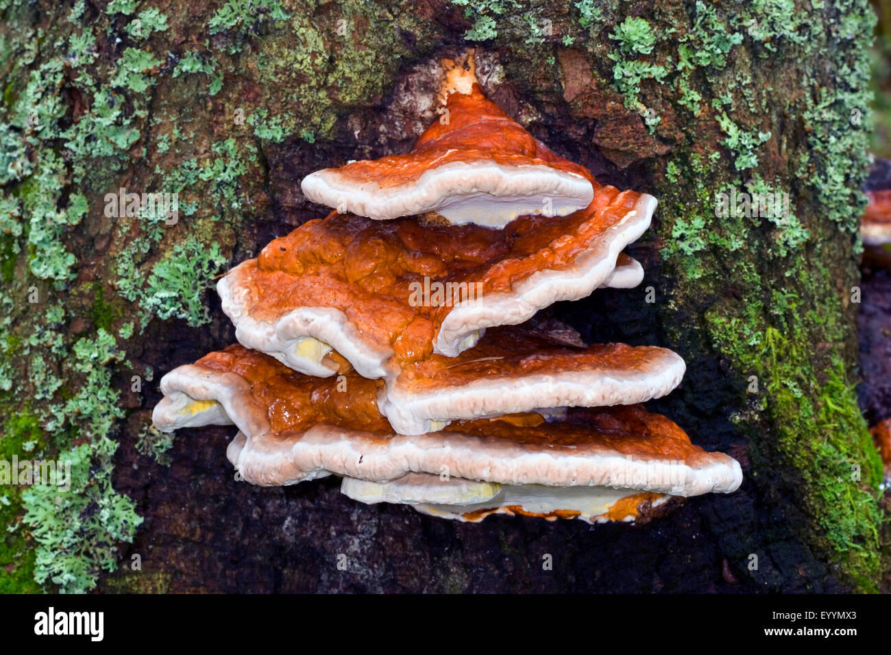 Polypore bagué rouge, Red-banded Polypore, ceinture rouge, rouge Support Support à chenilles (Fomitopsis pinicola, Smellsock Fomes pinicola, marginatus), des organes de fructification à un tronc d'arbre, Allemagne Banque D'Images