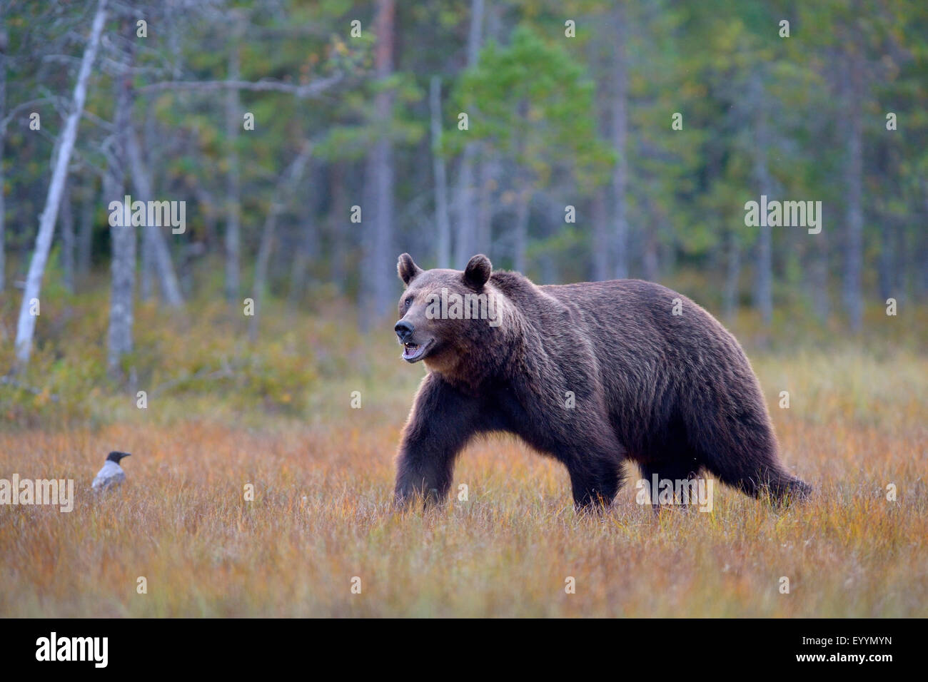 L'ours brun (Ursus arctos arctos), baer dans un highmoor finlandais en automne , Finlande Banque D'Images