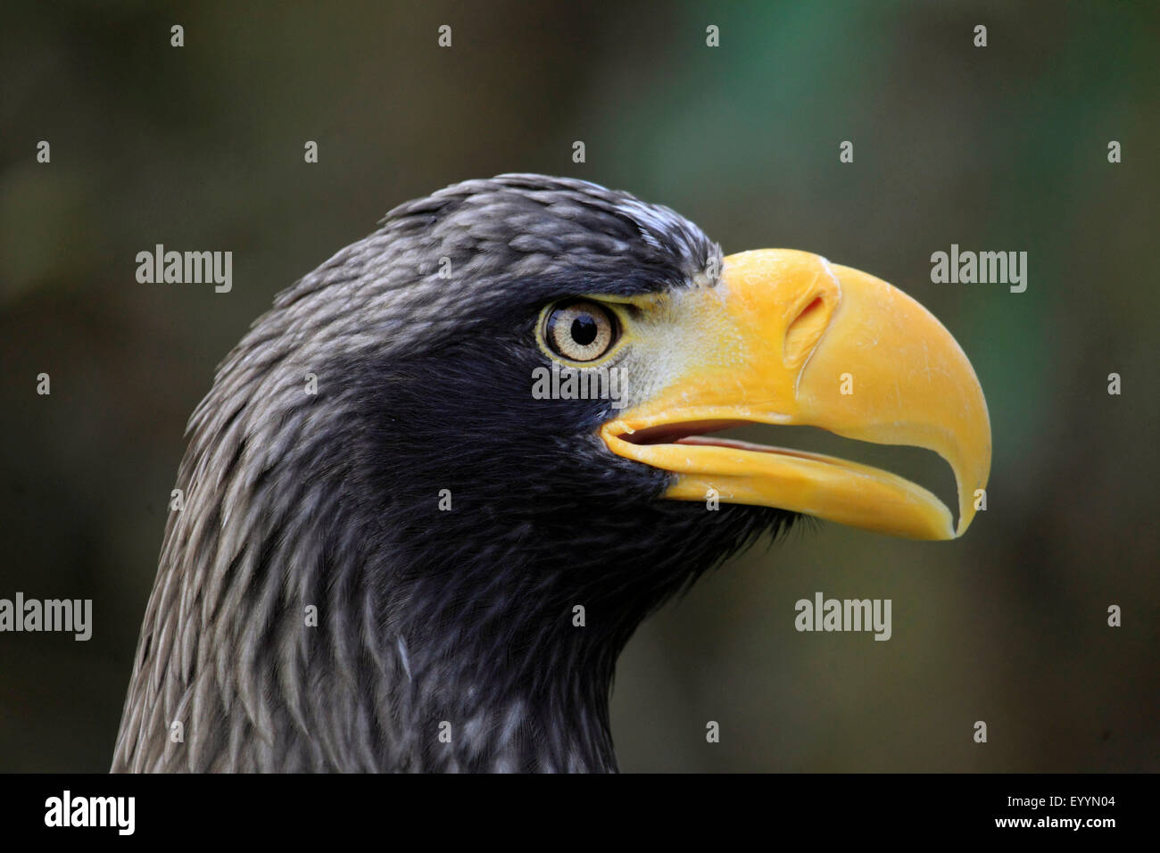 L'aigle de mer de Steller (Haliaeetus pelagicus), portrait Banque D'Images