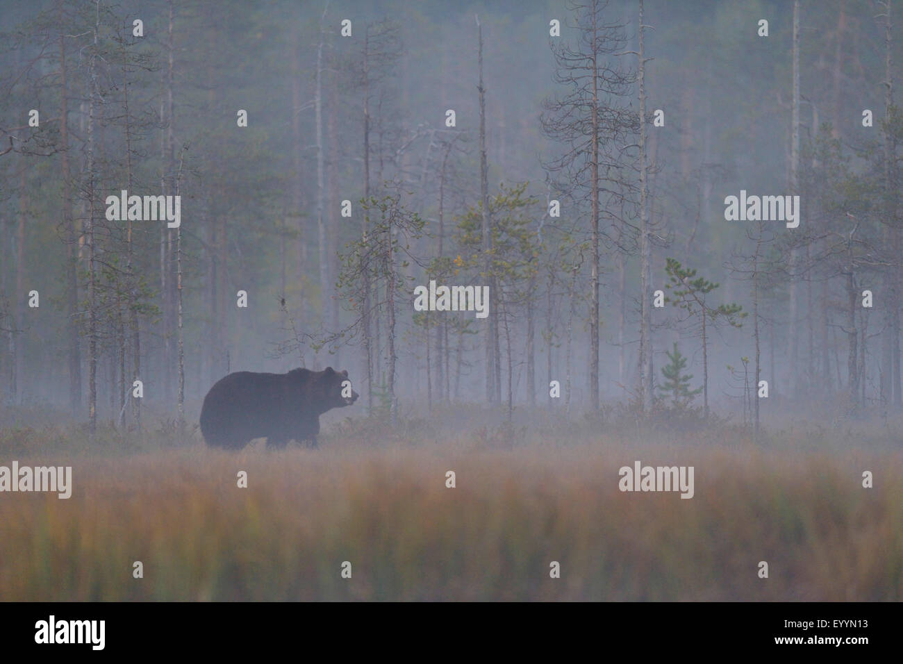 L'ours brun (Ursus arctos arctos), l'ours s'enfuit dans un highmoor finlandais en automne, Misty humeur, Finlande Banque D'Images