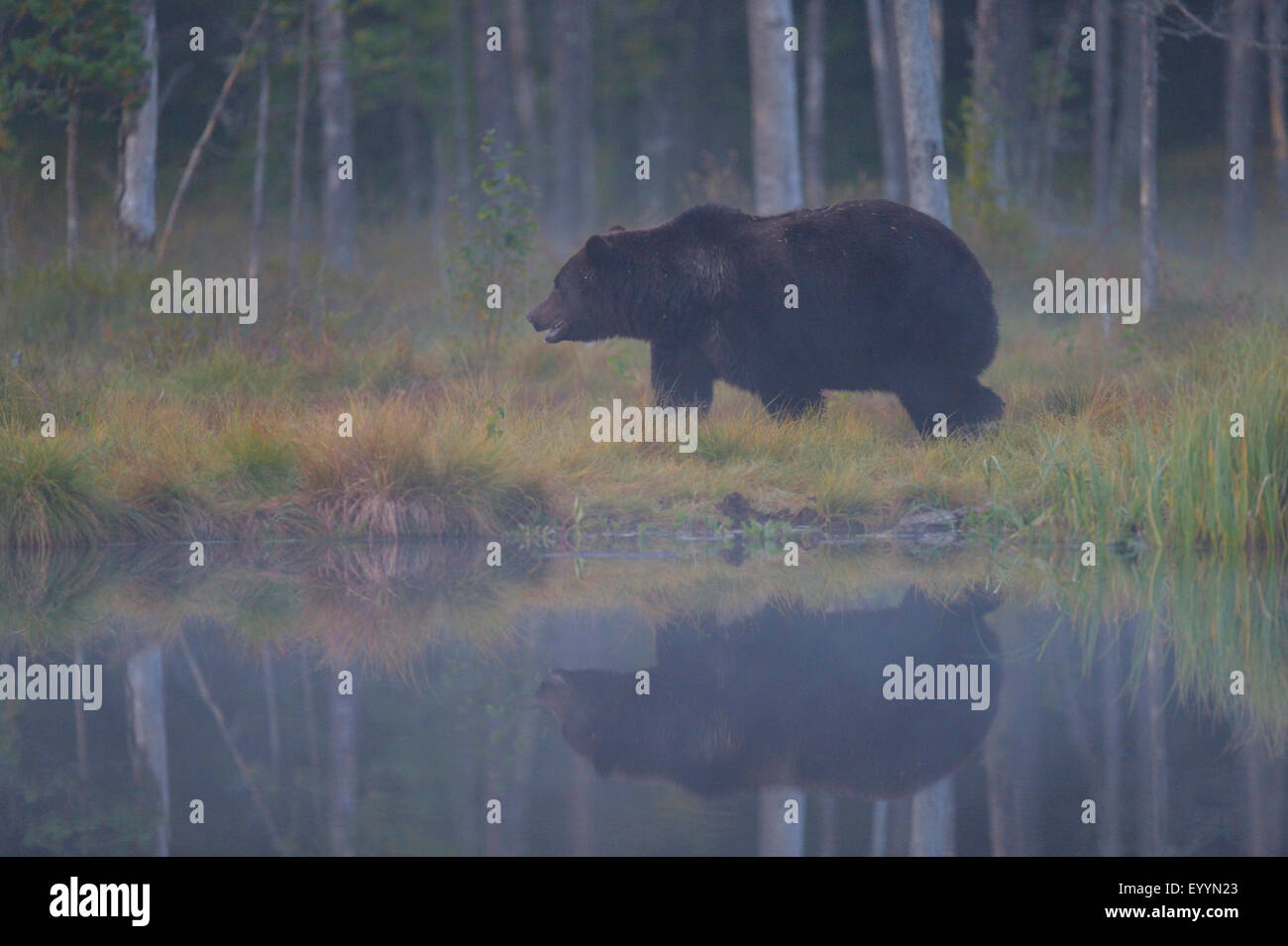 L'ours brun (Ursus arctos arctos), l'ours s'enfuit dans un highmoor finlandais à l'automne, l'humeur et misty mirror imgae sur une lande étang, Finlande Banque D'Images