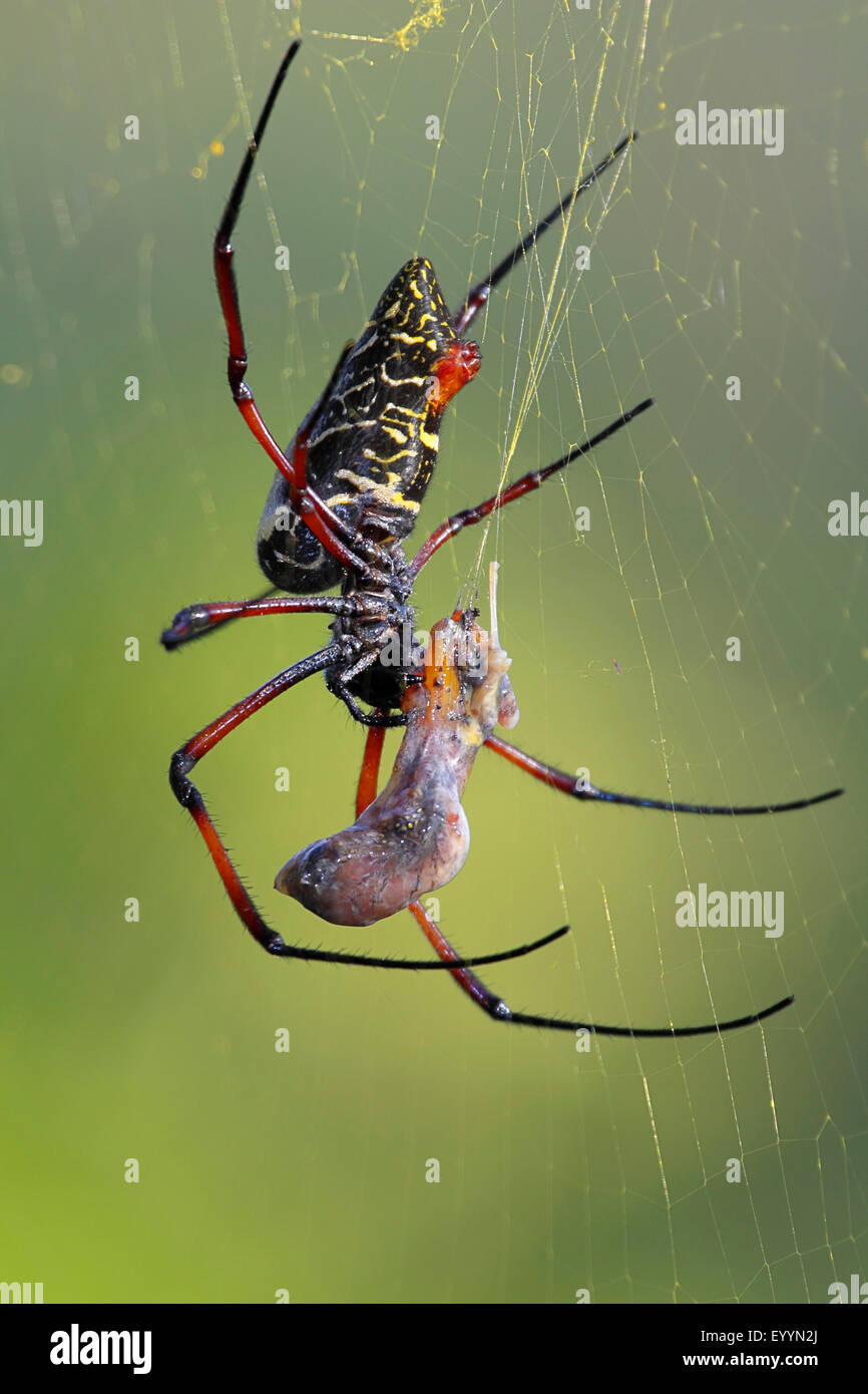 Les araignées Nephilidae (soie), l'araignée avec les proies dans le filet, Madagascar Banque D'Images
