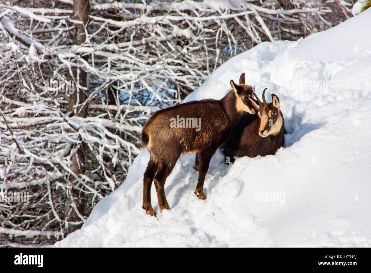 Chamois Rupicapra Rupicapra Chamoise Avec Kid Dans Une Montagne Enneigee Foret Suisse Valais Riederalp Photo Stock Alamy