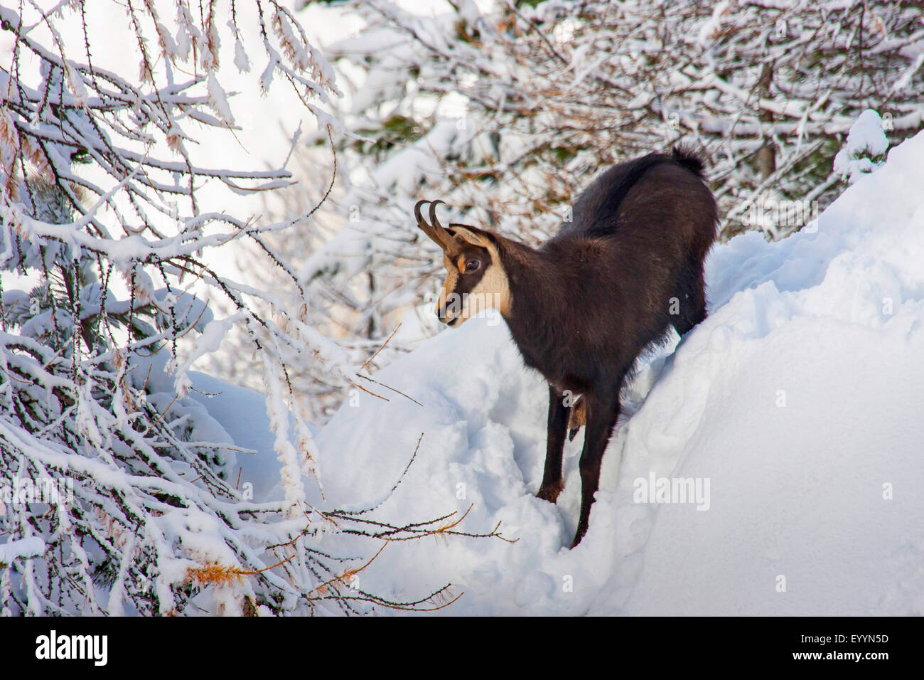 Chamois (Rupicapra rupicapra), amois buck dans une montagne enneigée forêt, Suisse, Valais, Riederalp Banque D'Images
