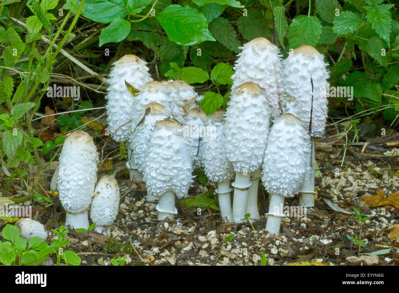 Cap d'encre Shaggy, avocat, la perruque de Shaggy mane (Coprinus comatus, Coprinus ovatus), des organes de fructification sur le terrain, Allemagne Banque D'Images