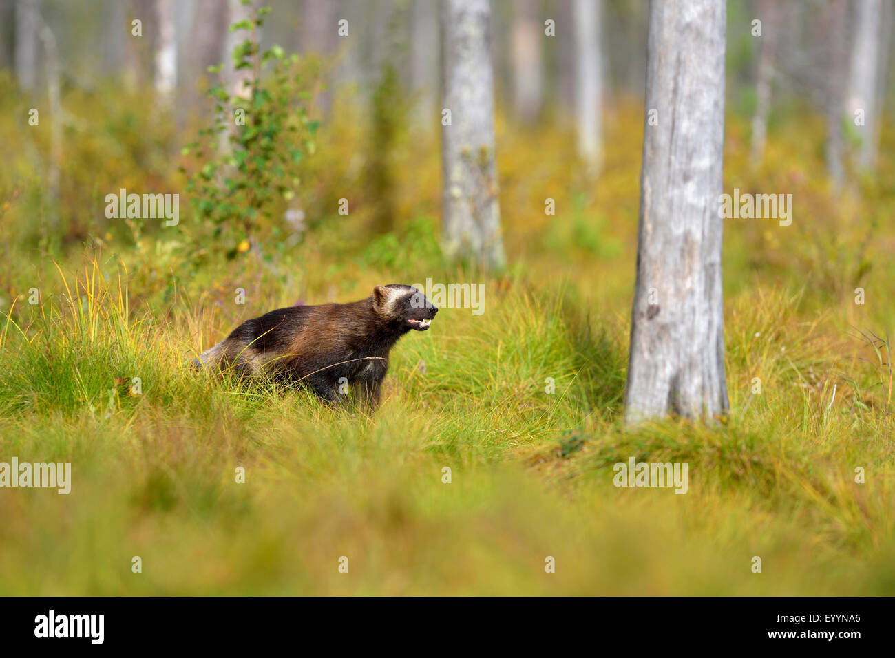 Le carcajou (Gulo gulo), dans son habitat, la Finlande Banque D'Images