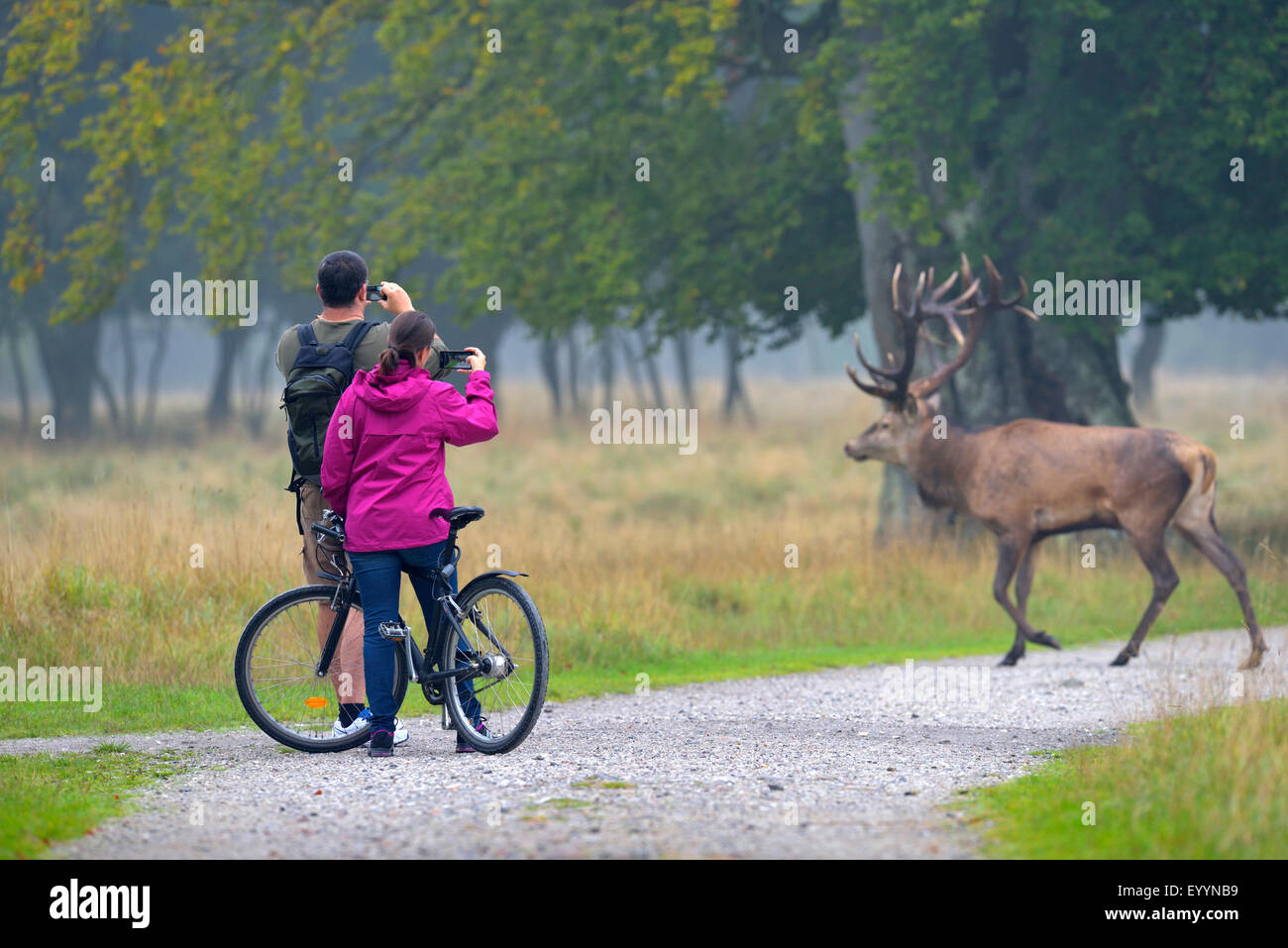 Red Deer (Cervus elaphus), les visiteurs prendre une photo d'un cerf avec leur photo mobile, Danemark Banque D'Images