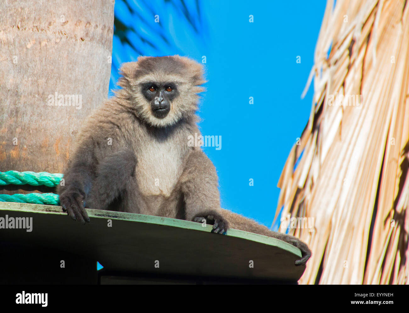 Gibbon argenté, Javan gibbon (Hylobates moloch), sur ses perspectives, l'Australie, l'Australie Occidentale Banque D'Images