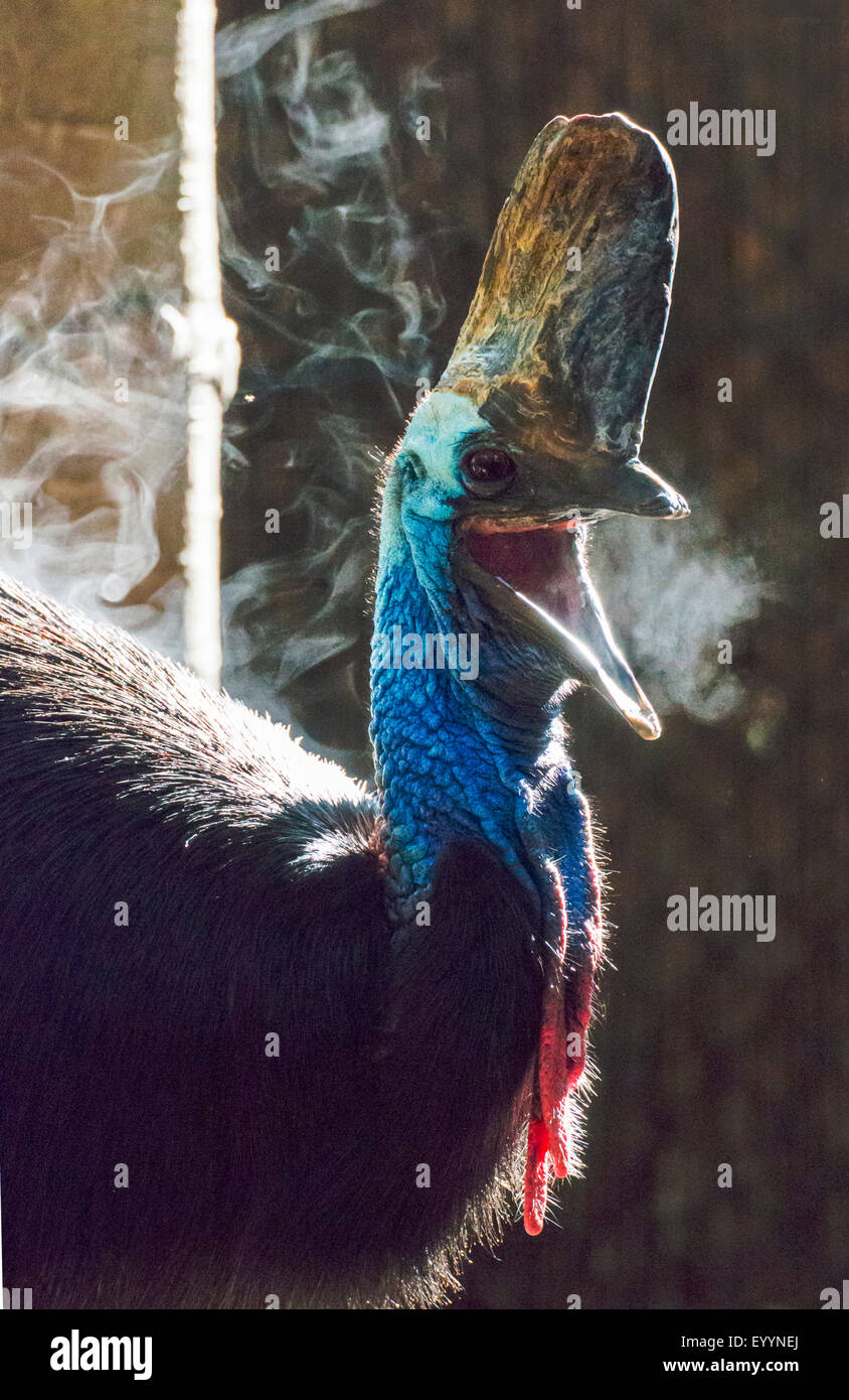 Le sud, double-Casoar Casoar caronculée, Australiens, Casoar Casoar caronculée deux (Casuarius casuarius), dans le sud de Cassowary avec nuage de respiration dans la matinée, l'Australie, Western Australia, Perth Banque D'Images