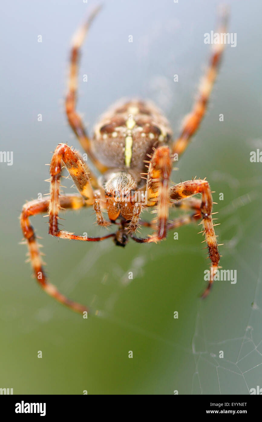 Cross orbweaver, jardin araignée, spider Araneus diadematus (croix), femelle dans le filet avec les proies, Allemagne Banque D'Images