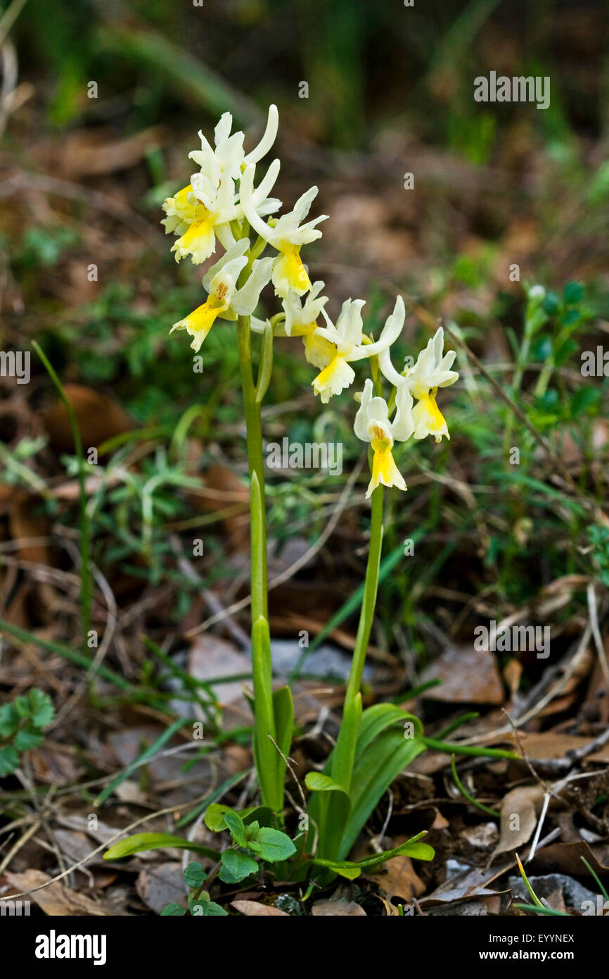 Floraison peu clairsemée, orchidée fleur Orchid (Orchis pauciflora, Androrchis pauciflora), deux régions peu à fleurs orchidées en fleur Banque D'Images