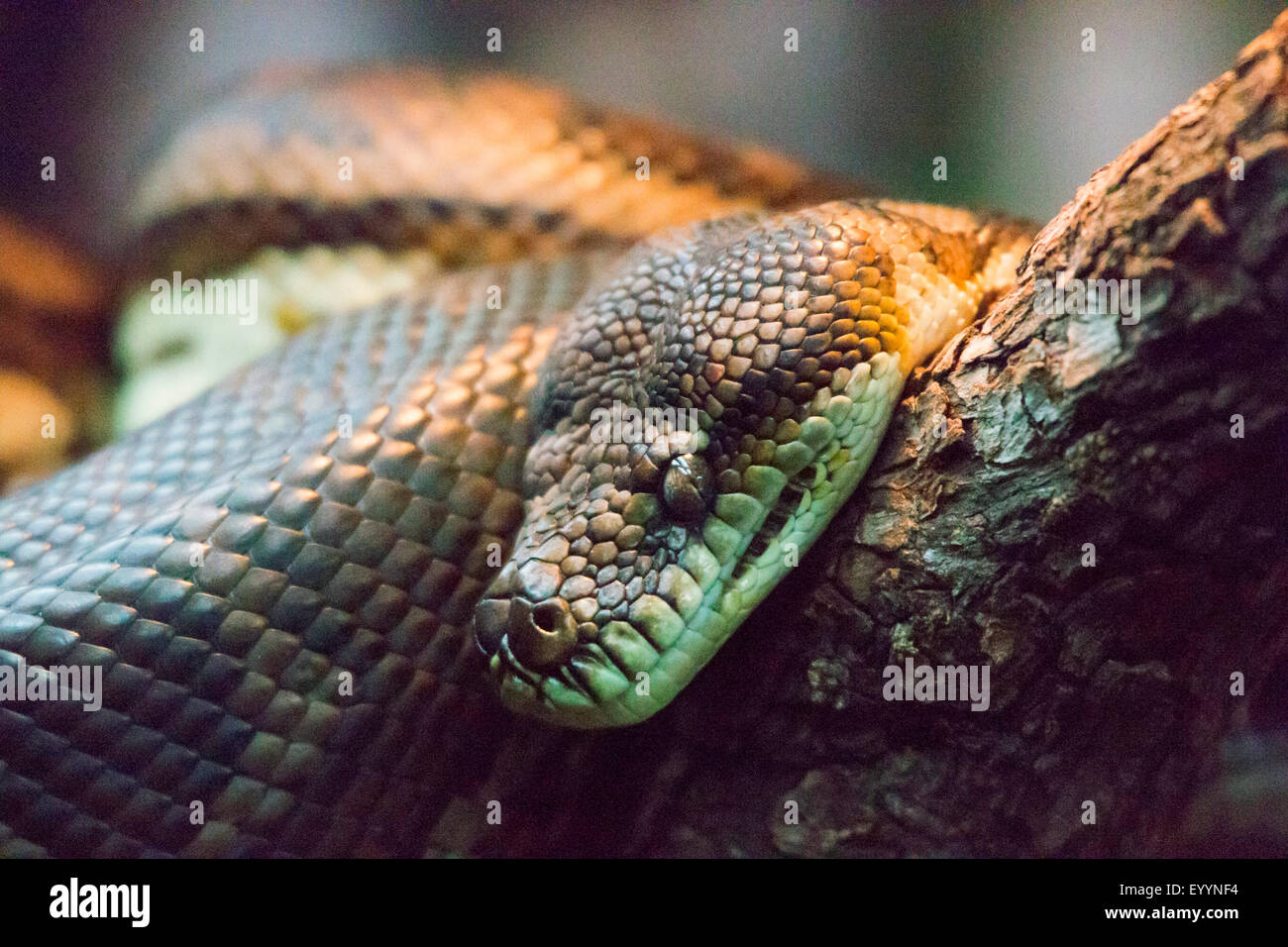 Tapis sud-ouest (Morelia spilota Python imbricata), regroupés sur un tronc d'arbre, de l'Australie, l'Australie Occidentale Banque D'Images